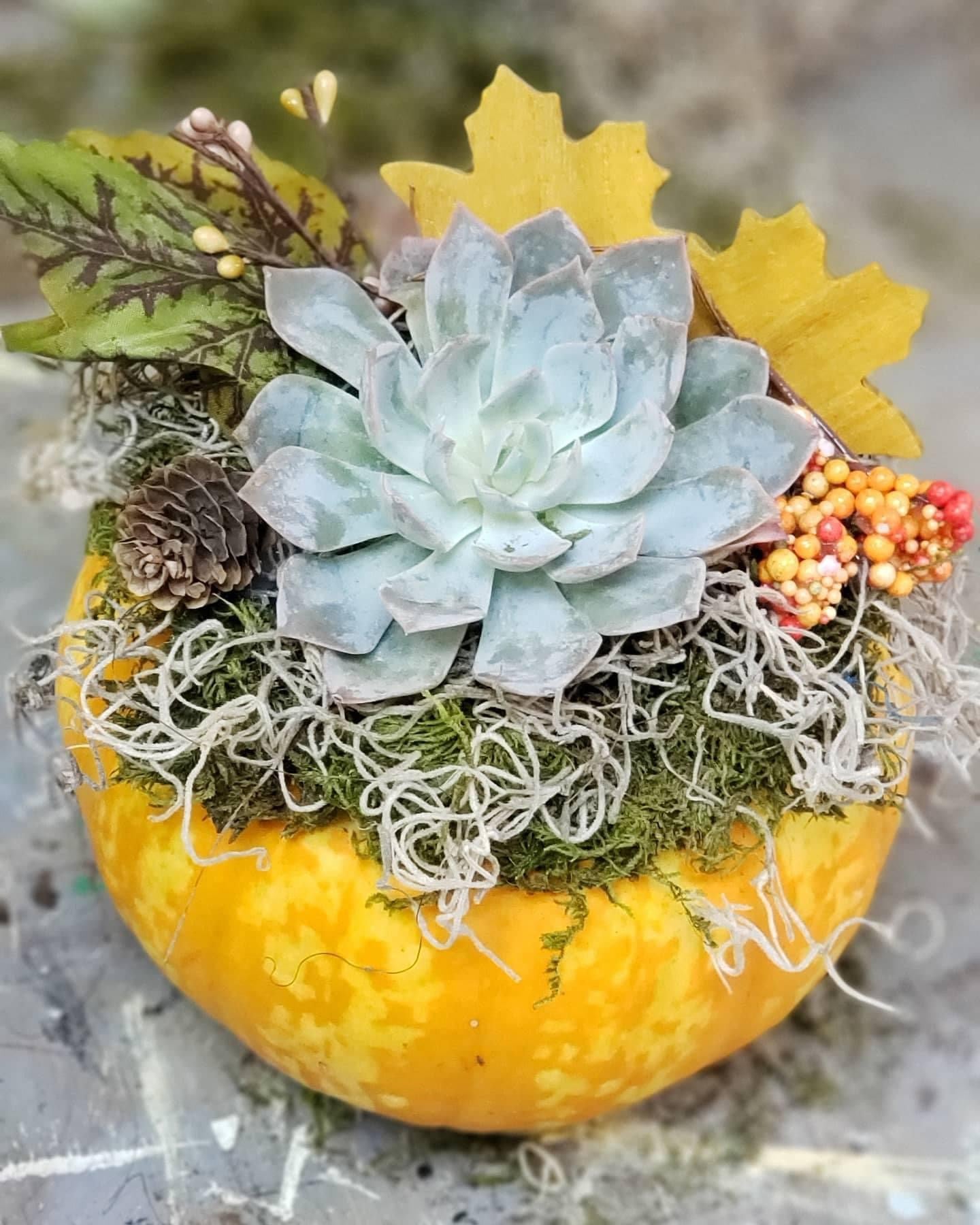 Pumpkin Succulent Workshops