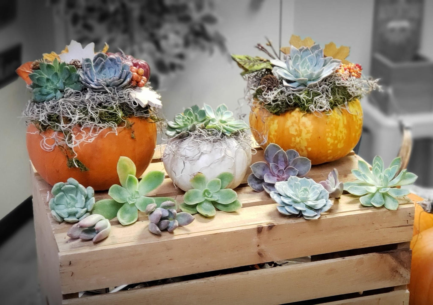Pumpkin Succulent Workshops