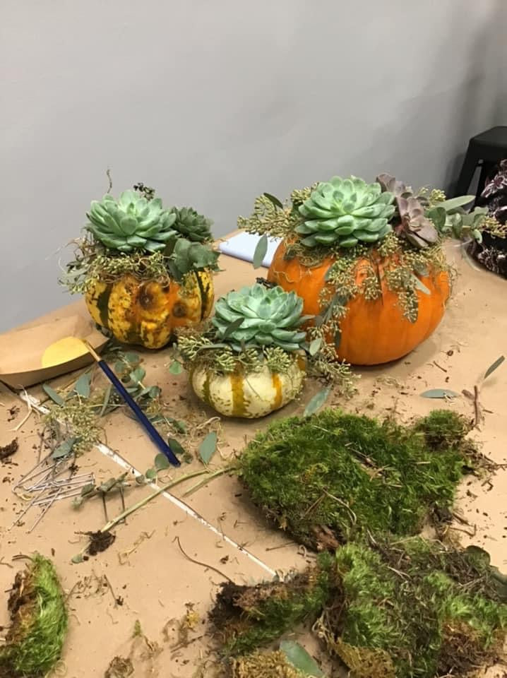 Pumpkin Succulent Workshops